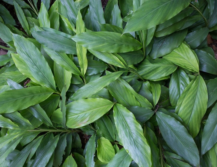 Cardamom Essential Oil (Net Qty: 10 ml)