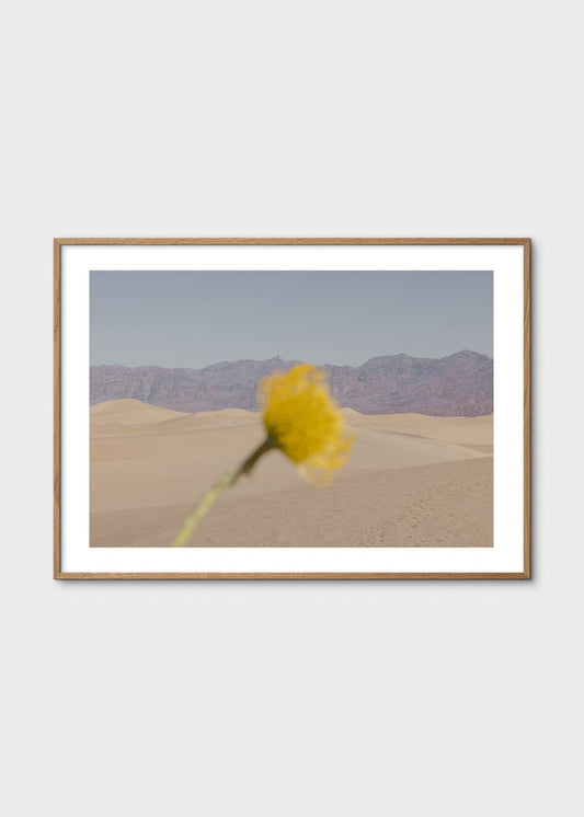 Desert Mirage by Nicole Mason