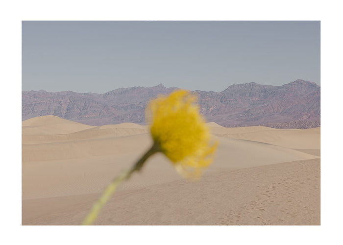 Desert Mirage by Nicole Mason