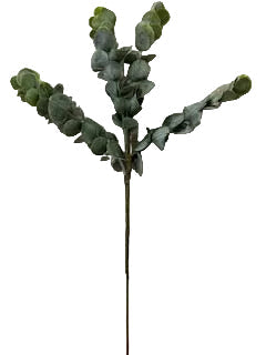 Eucalyptus Sprig