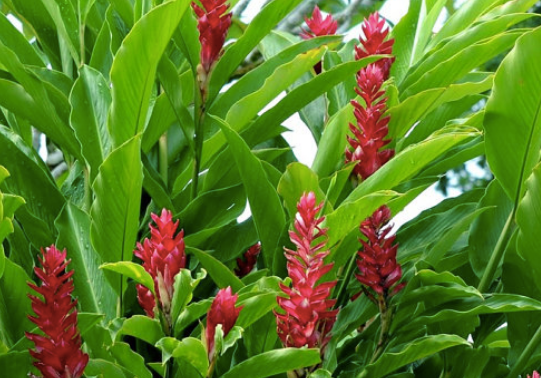 Ginger  Plant