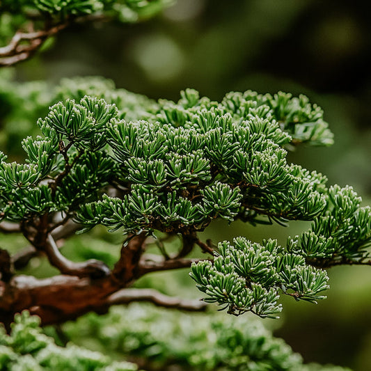 A close-up image of a hinoki tree, showing green foliage and branches.