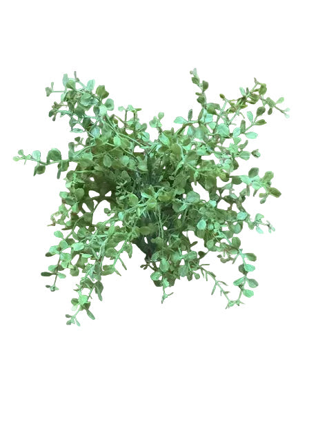 Light Green Baby Tears Spray