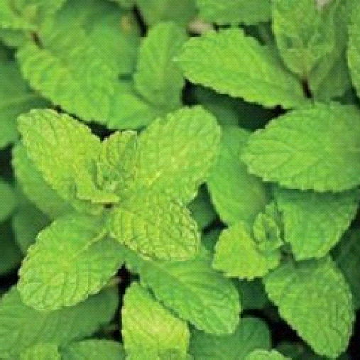 Peppermint Leaves