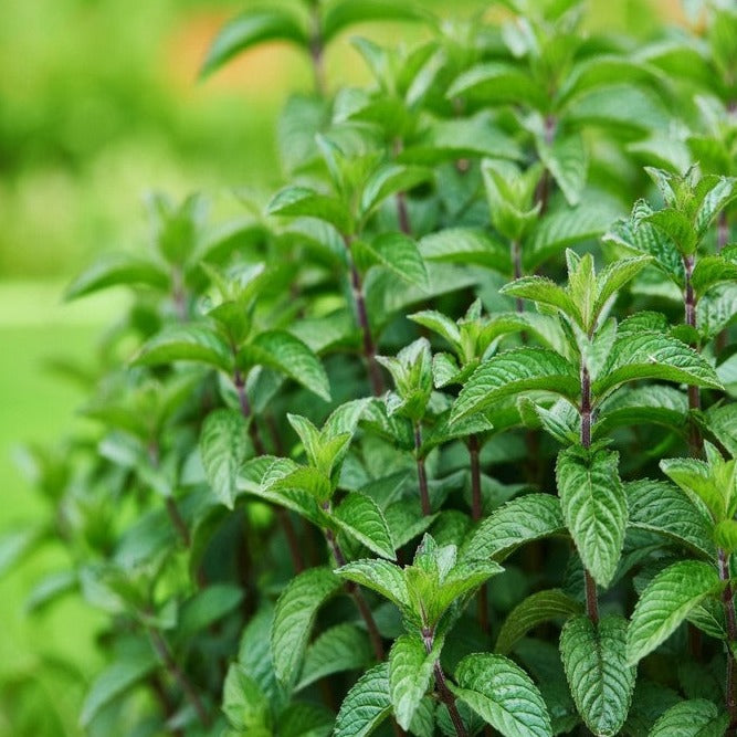 Spearmint Essential Oil (Net Qty: 10 ml)