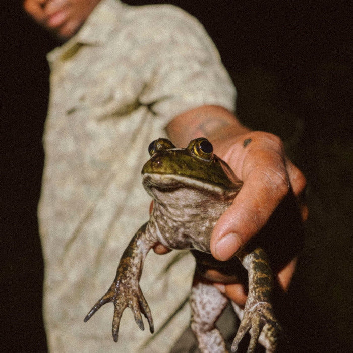 The Swamp Donkey